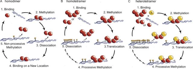 Holz-Schietinger et al.