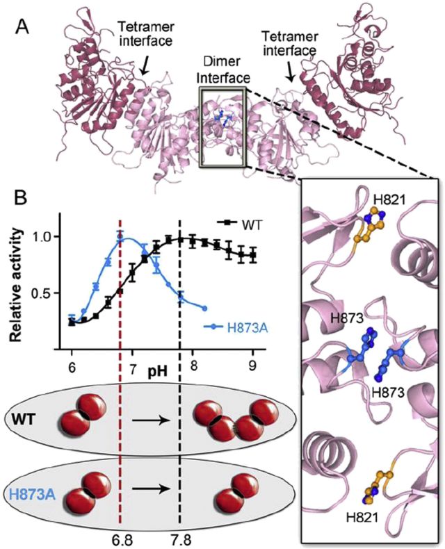 Holz-Schietinger et al.